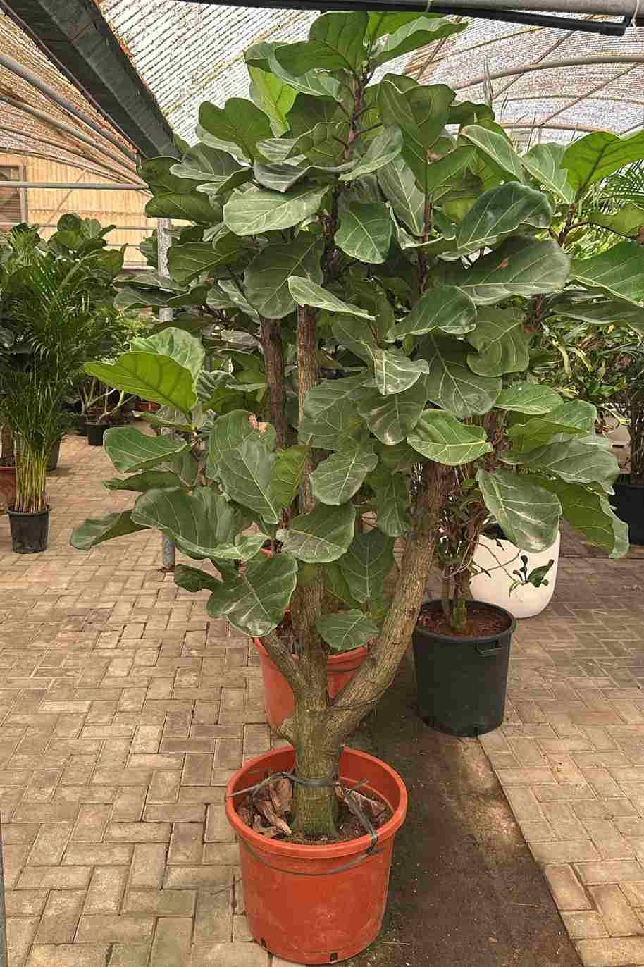 Ficus Lyrata Branch