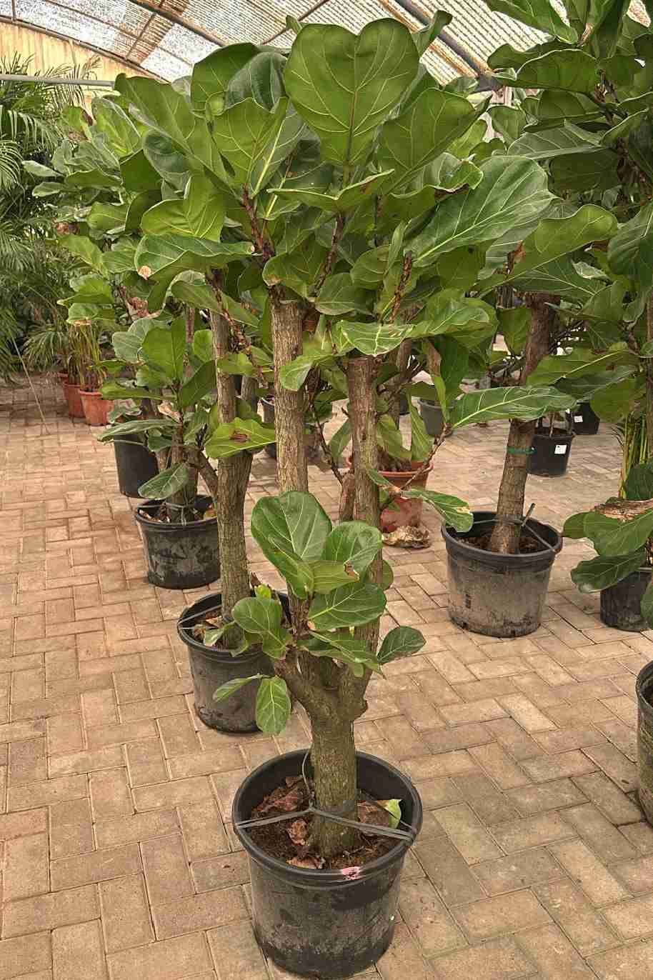 Fiddle Leaf Fig Branched China