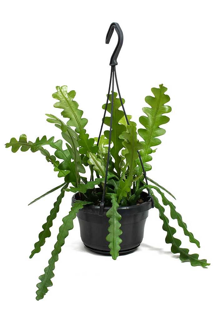 Fishbone Cactus - Indoor Plants | Plantshop.me