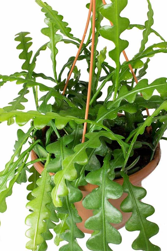 Fishbone Cactus - Indoor Plants | Plantshop.me