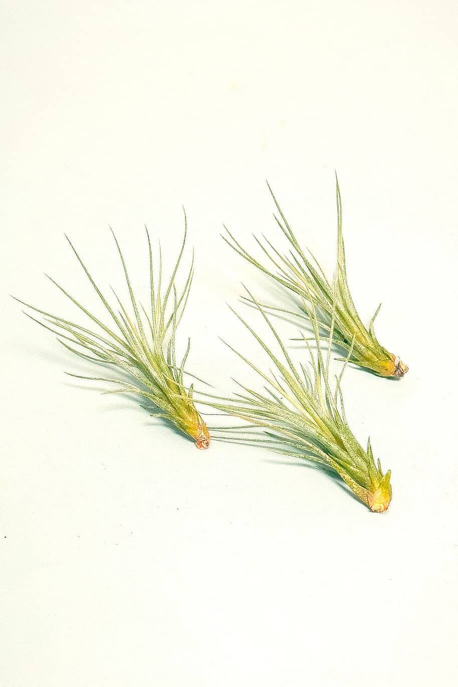 Foxtail Air Plant Mini