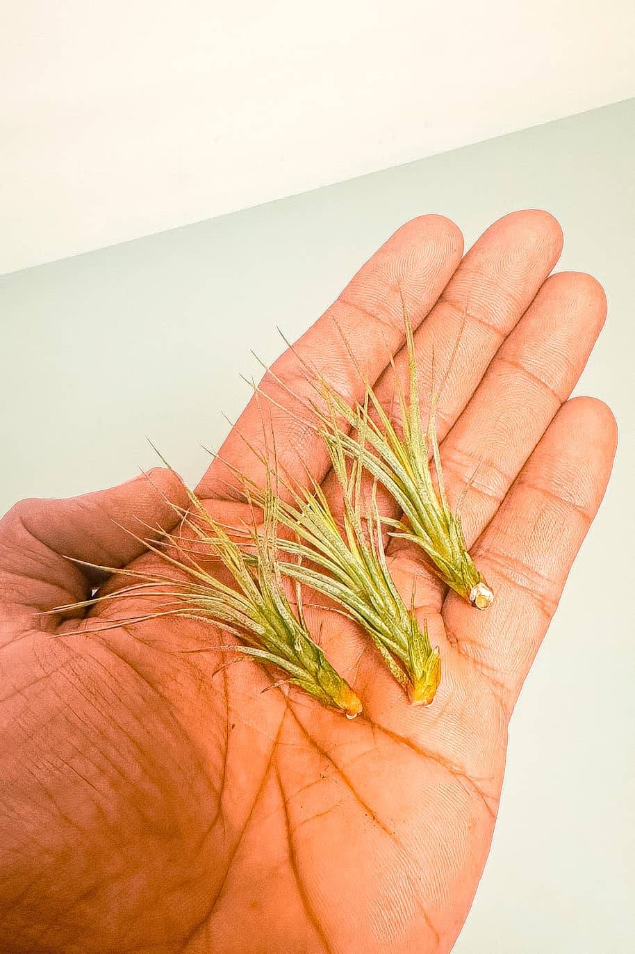 Foxtail Air Plant Mini