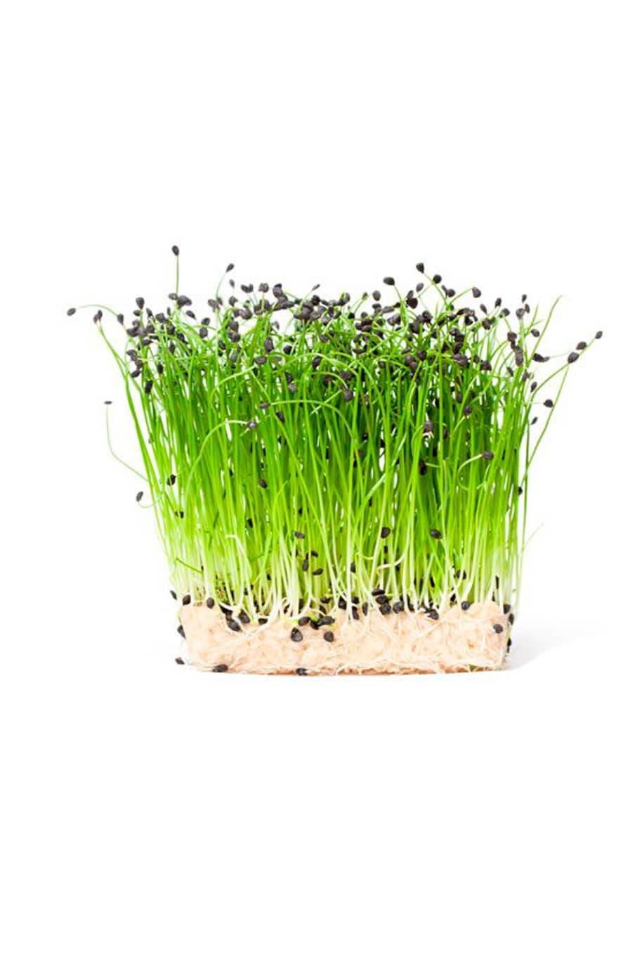 Garlic Chives Microgreen Seeds