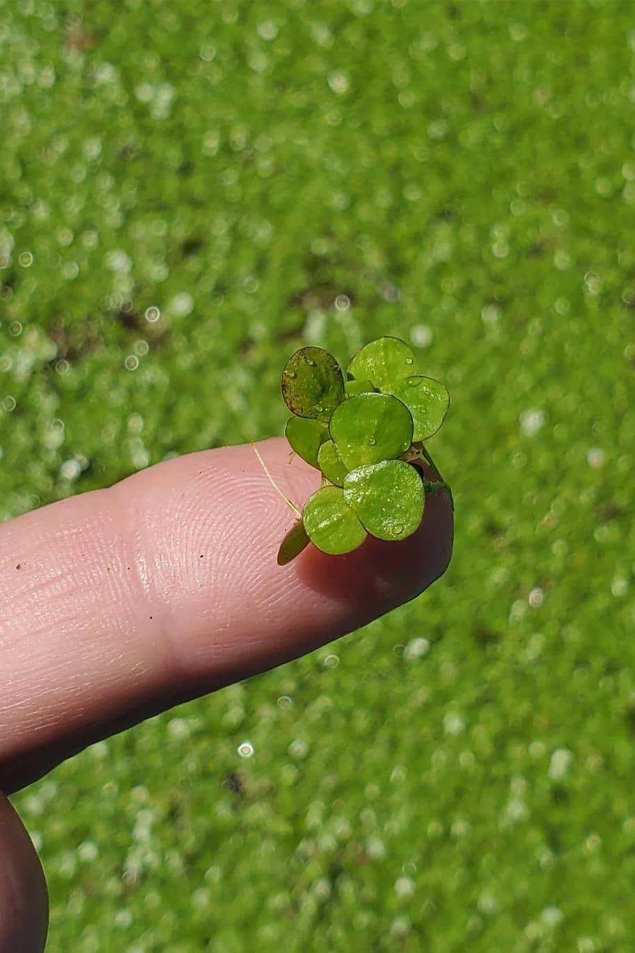 Giant Duckweeds Water Plant