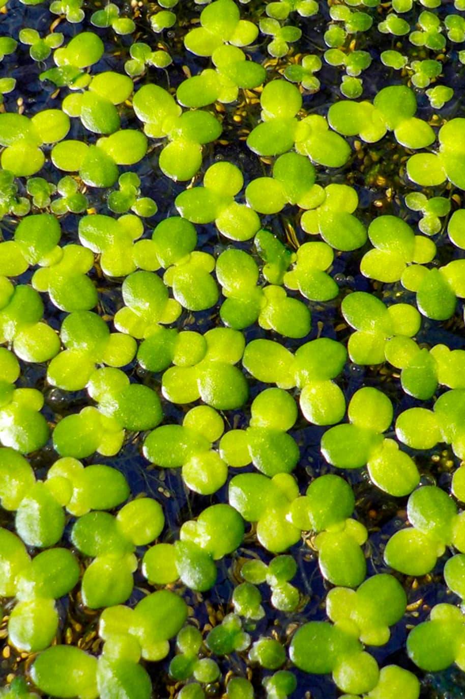 Giant Duckweeds Water Plant