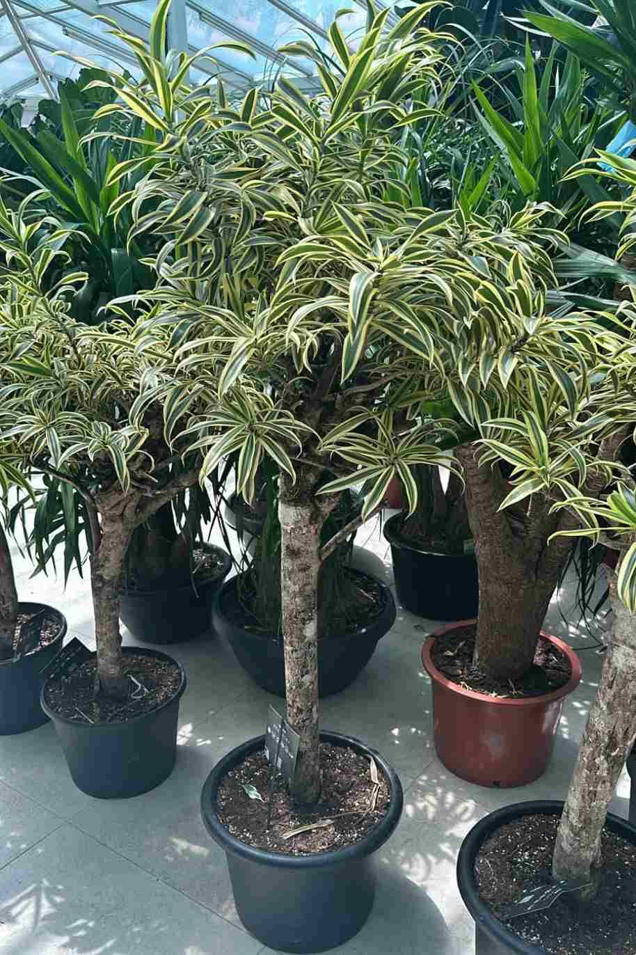 Dracaena Reflexa