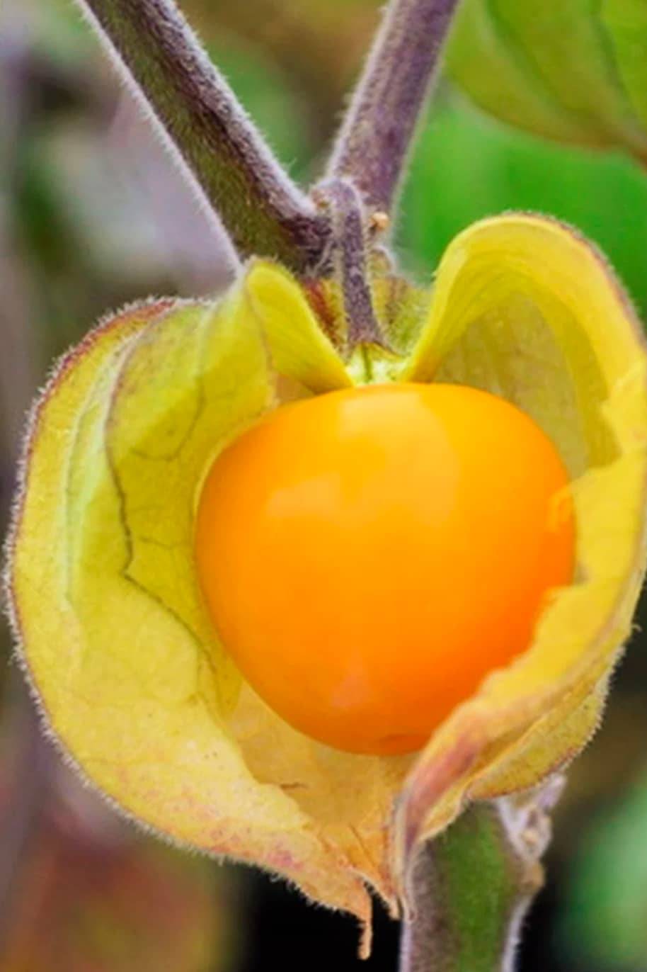 Physalis Peruviana 