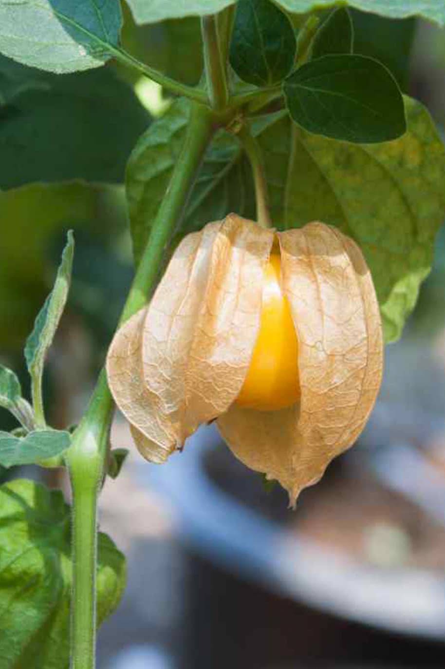 Golden Gooseberry Seeds