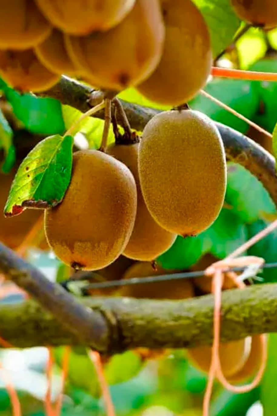 Golden Kiwi Seeds