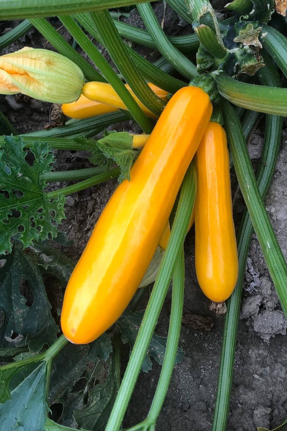 Golden Zucchini F1 Hybrid Seeds