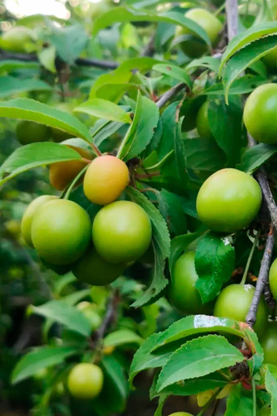 Green Plum seeds - fruit seeds - fruiting seeds - fruit tree seeds