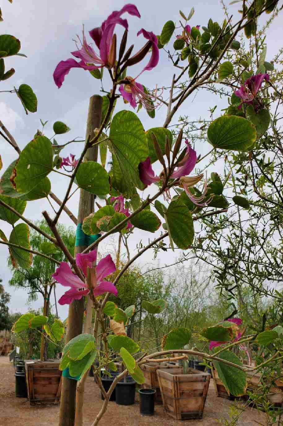 Hong Kong Orchid Tree