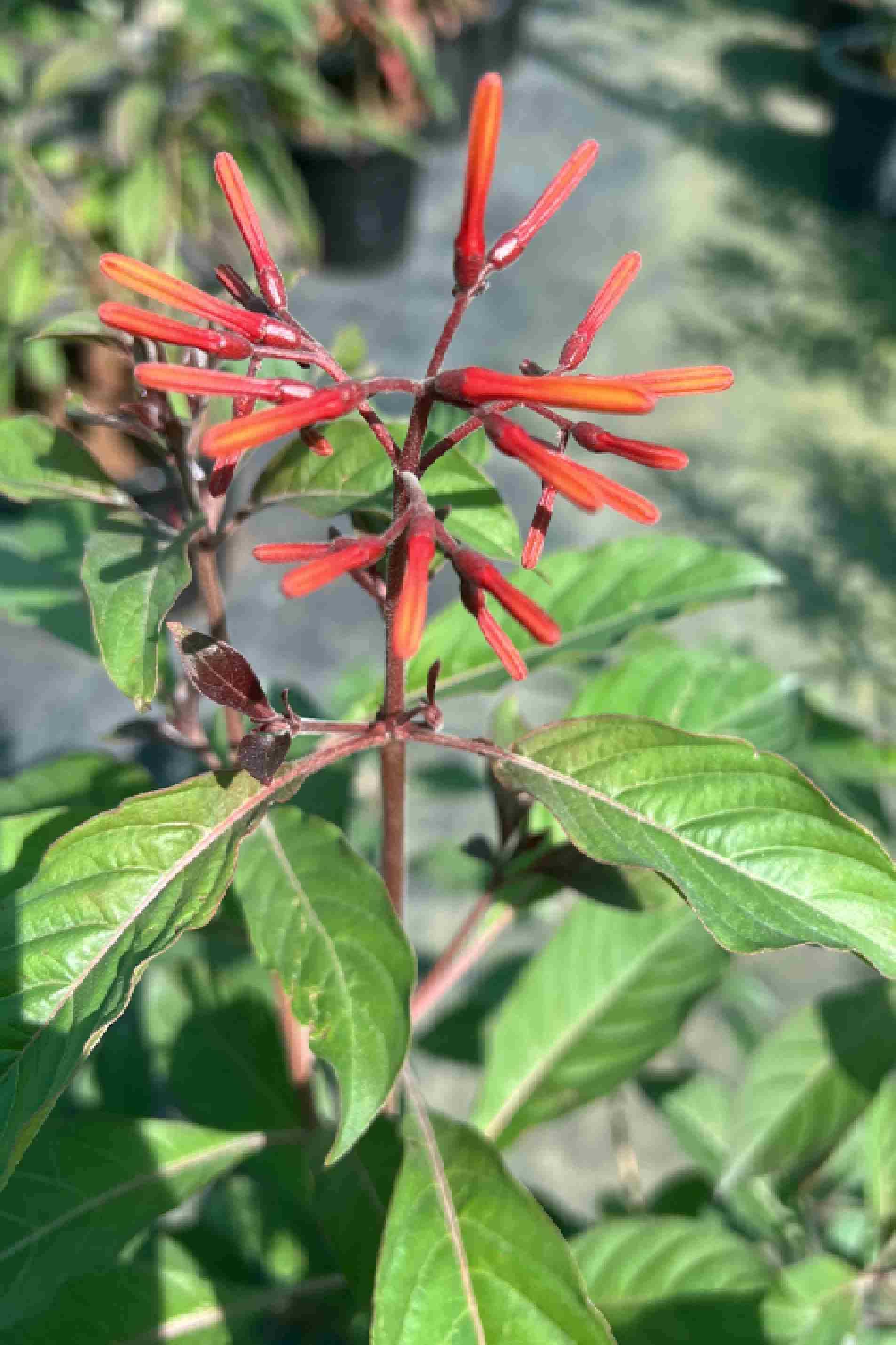 Texas firebush