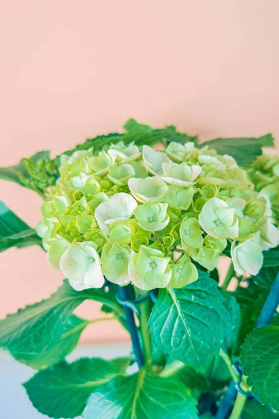 Hydrangea