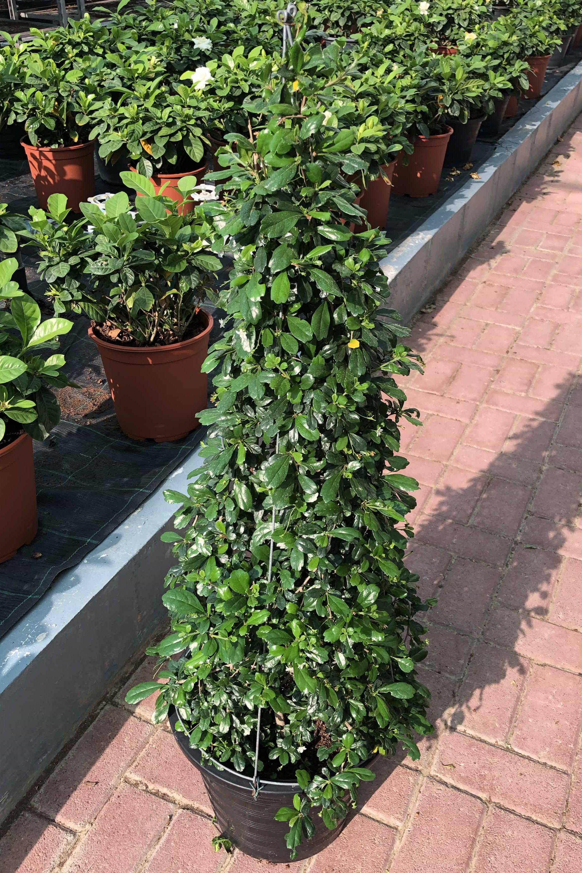Fukien Tea Tree - - Outdoor Plants | Plantshop.me