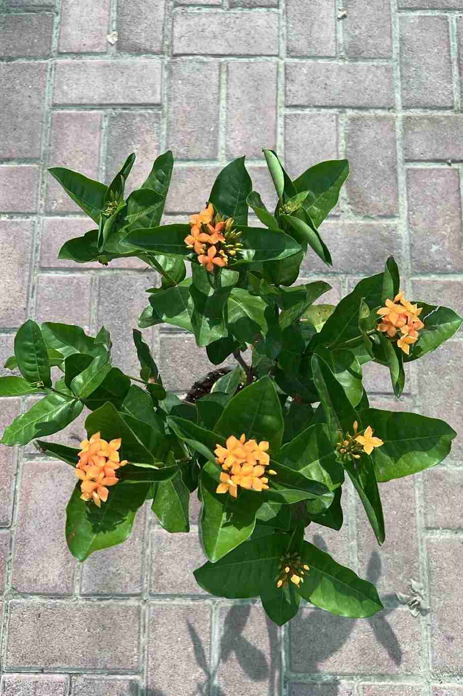 Ixora Coccinea Orange Small