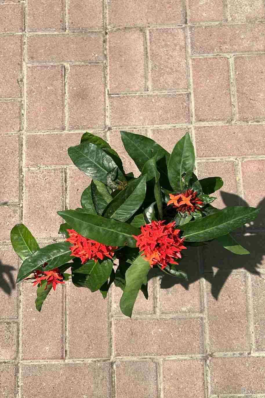 Ixora Coccinea