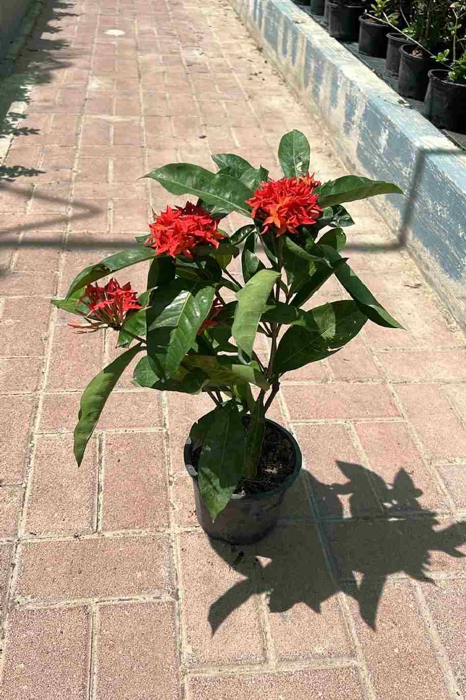 Ixora Coccinea Red Small