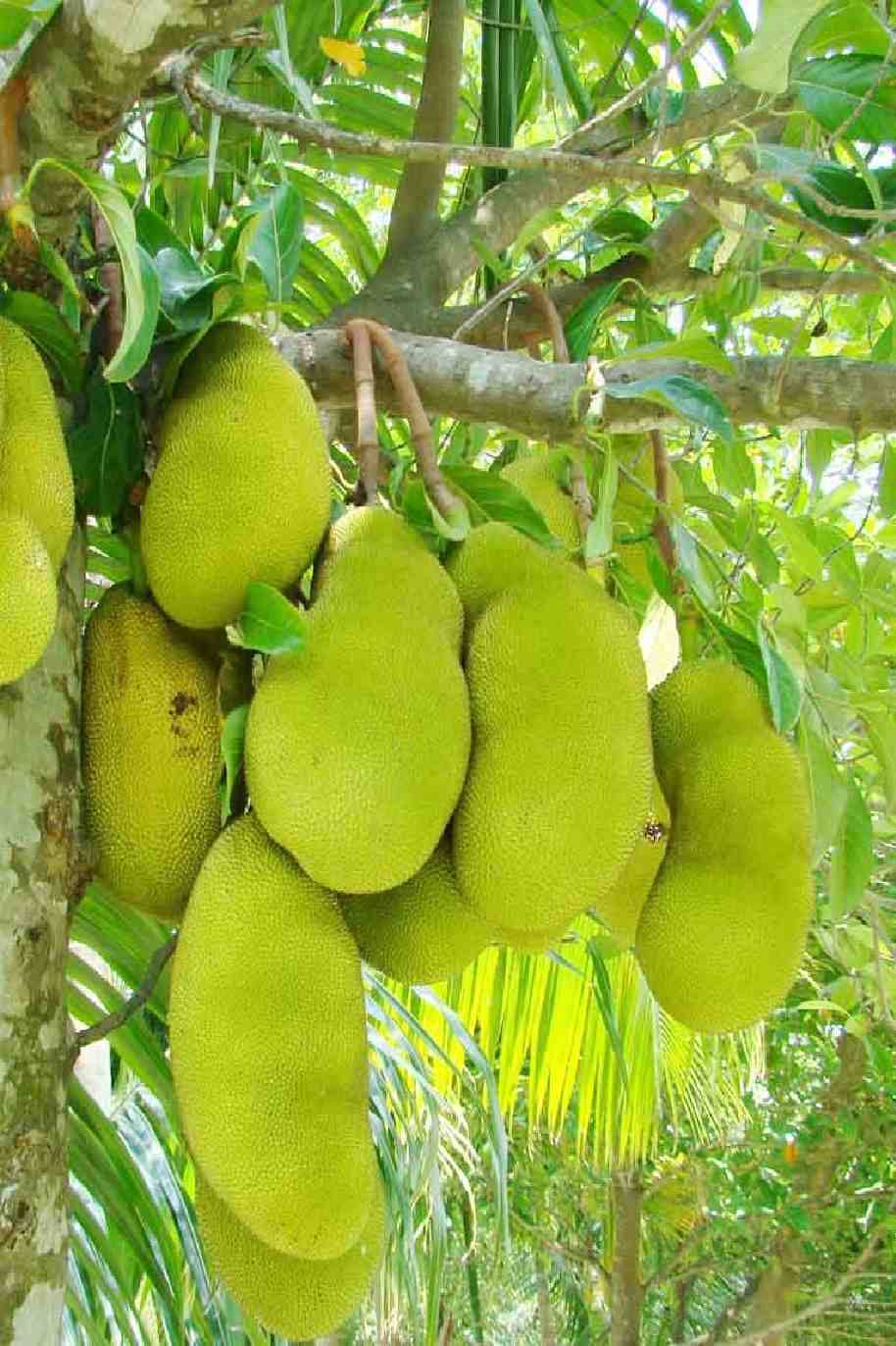 Jackfruit Plant Fruiting Outdoor Plants Plantshopme