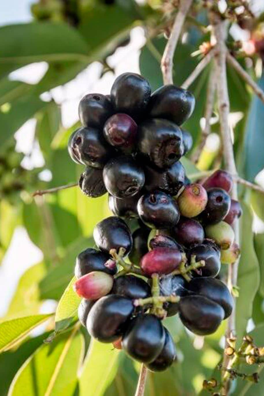 Jamun Black Plum Seeds