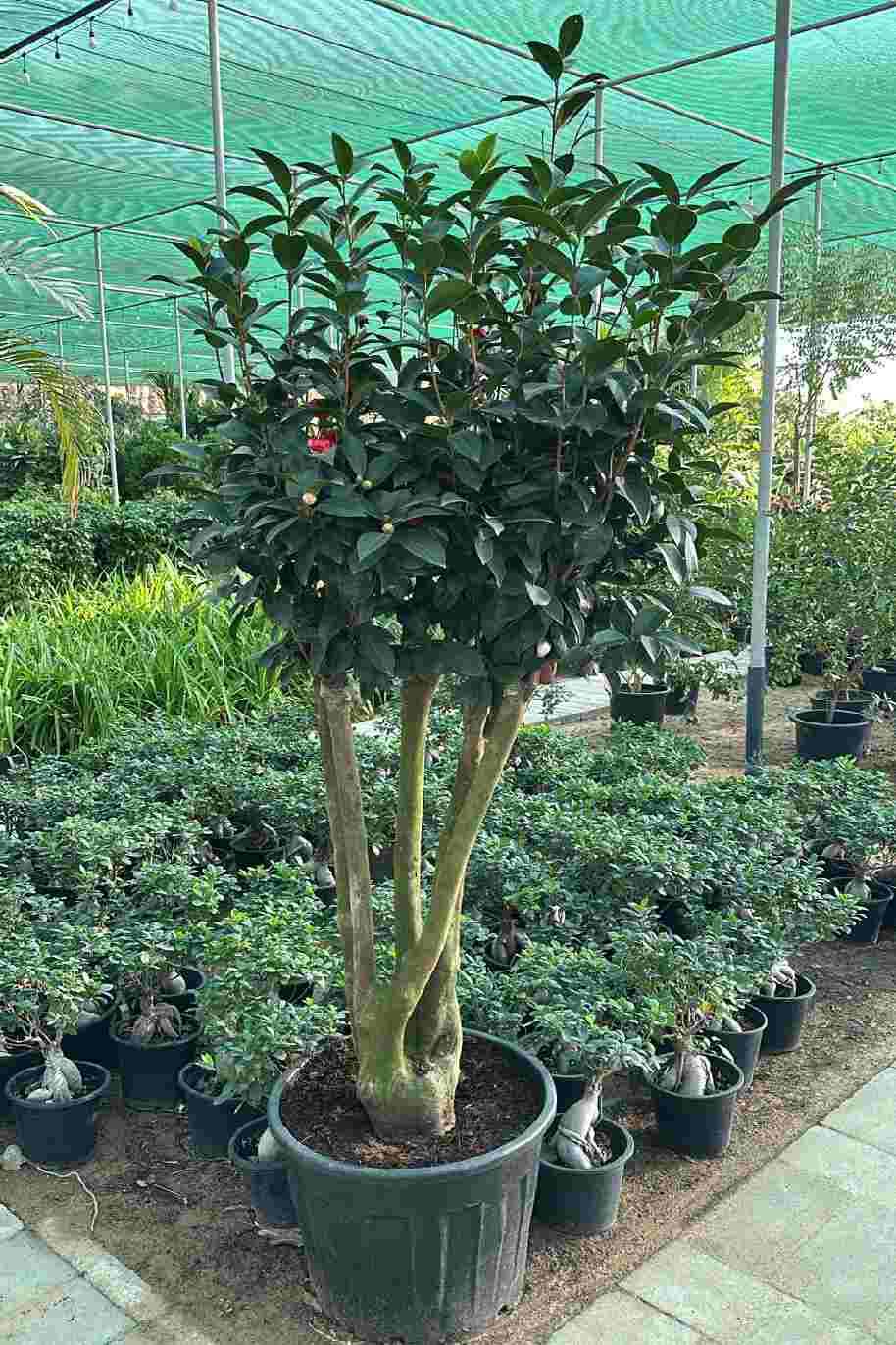 Japanese Camellia Multi Trunk