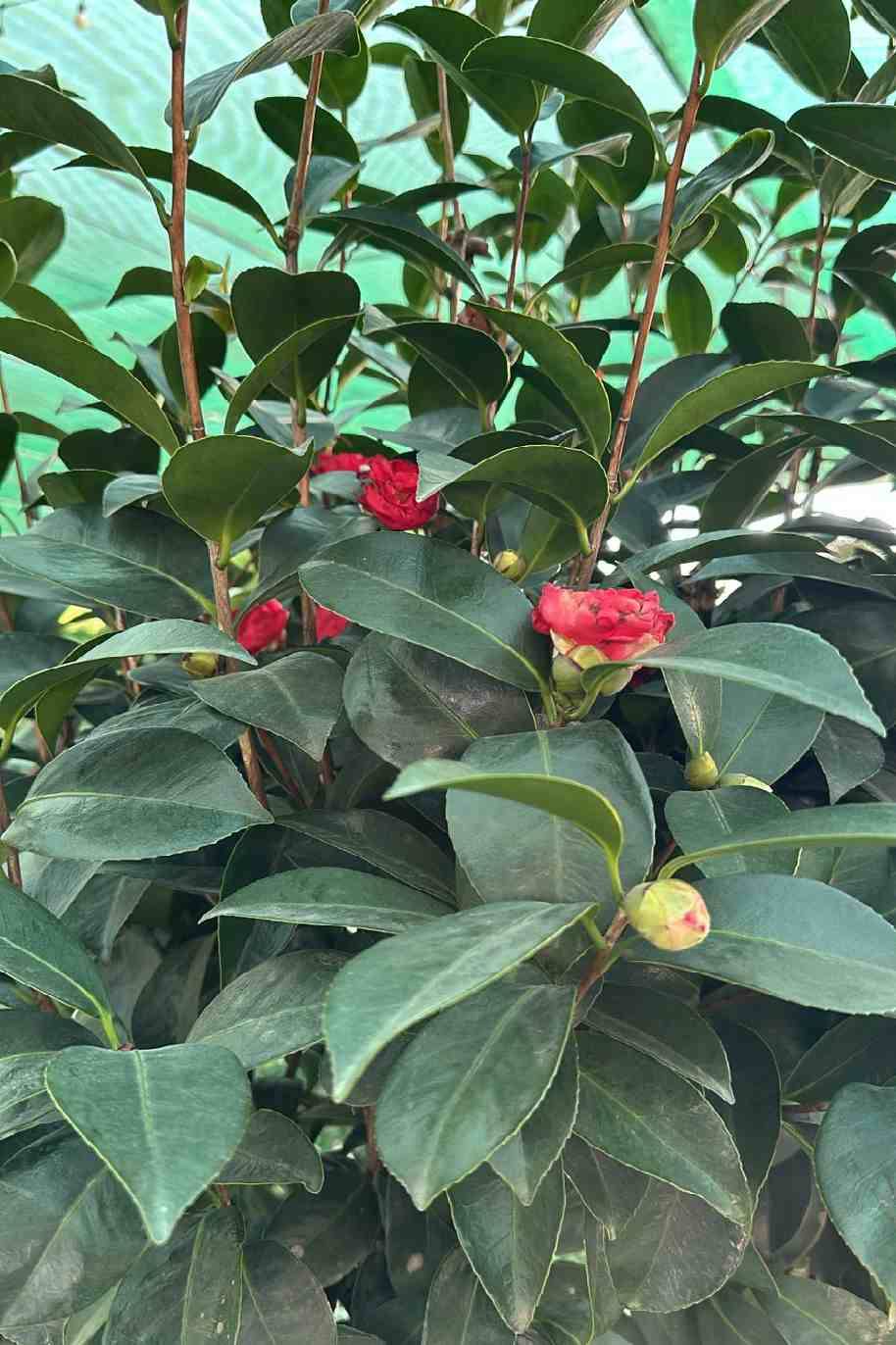 Camellia Japonica