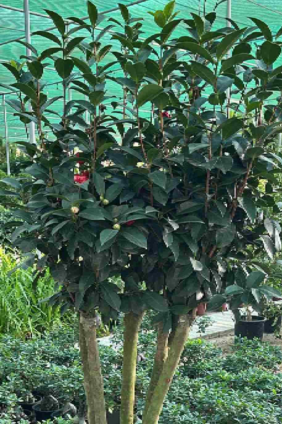 Japanese Camellia Multi Trunk