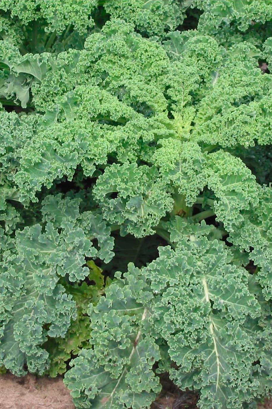 Kale Seeds