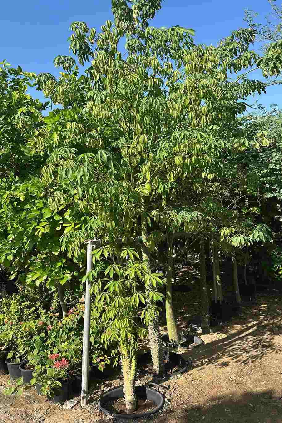 Ceiba pentandra