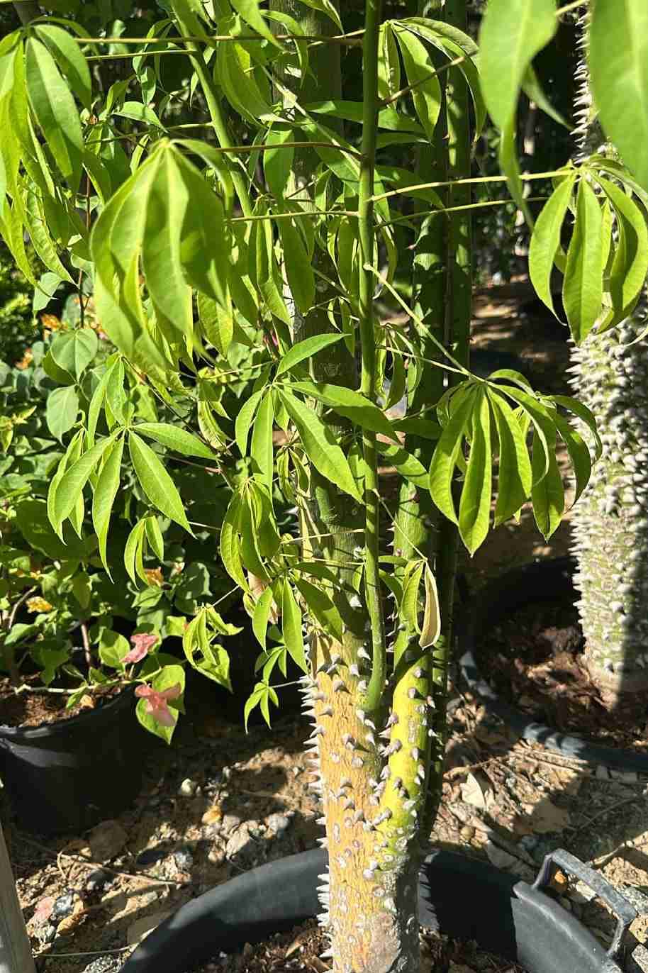 Kapok Tree Or Silk Cotton Tree