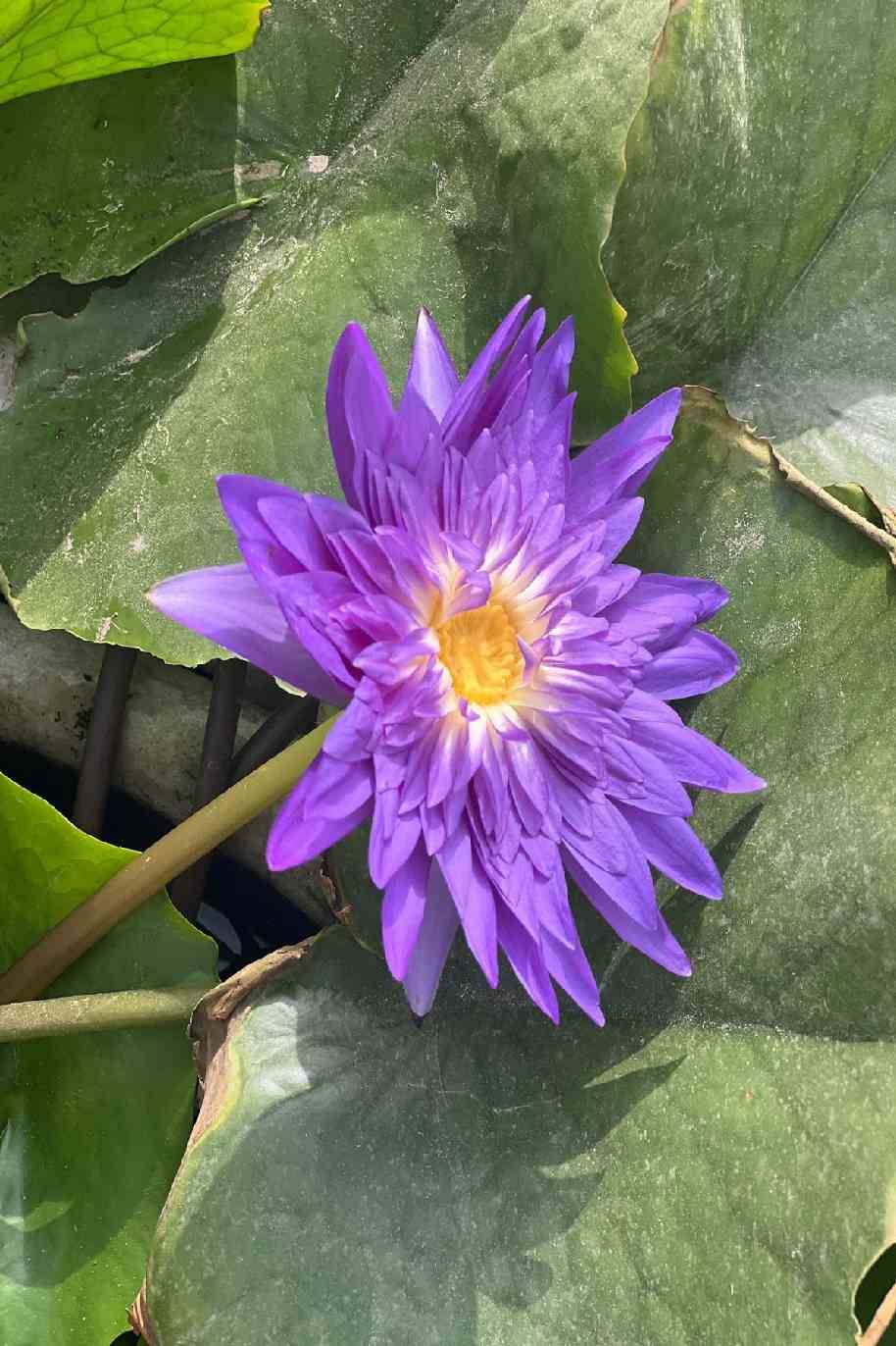 King Of Siam Water Lily