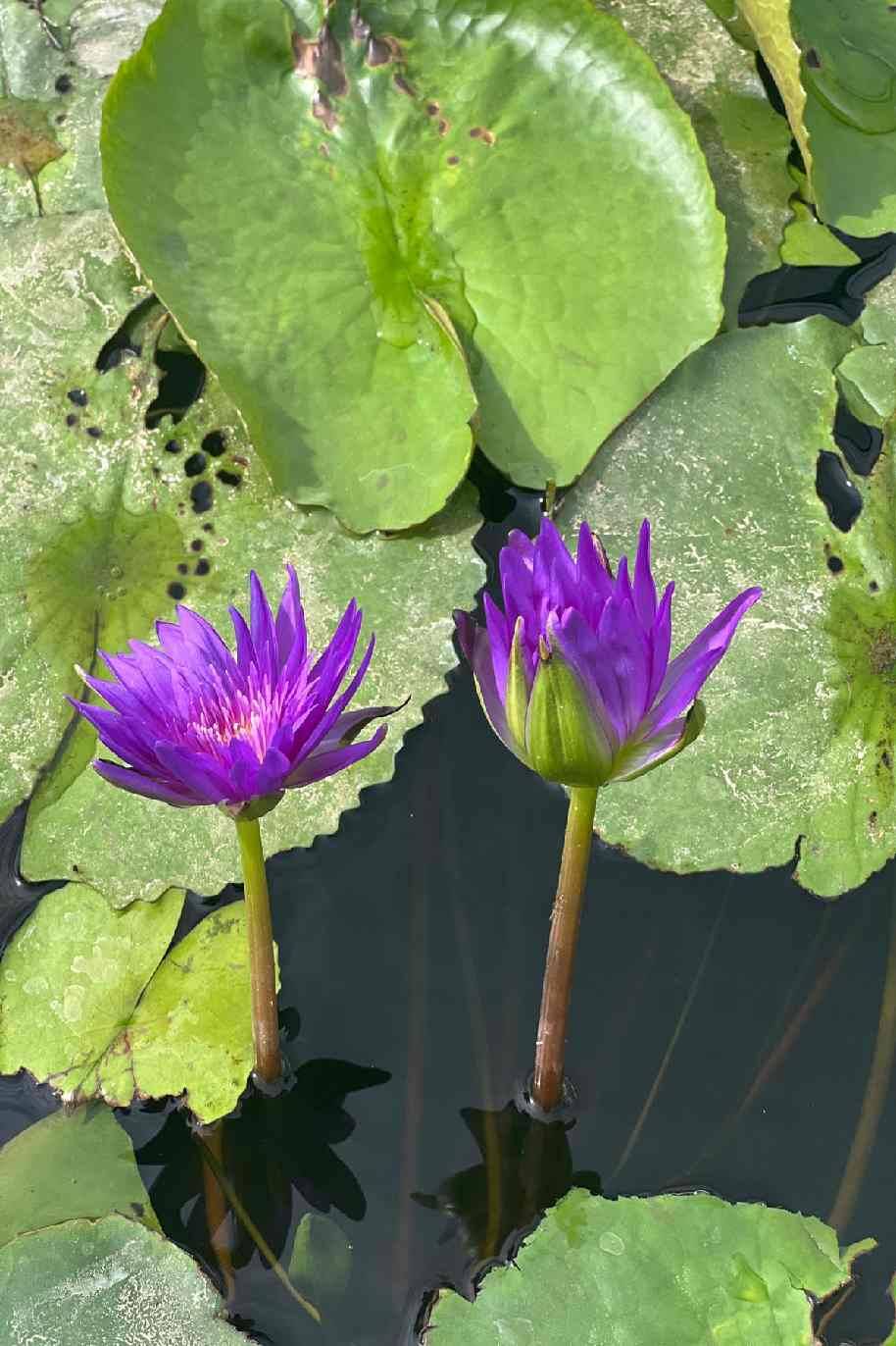 King Of Siam Water Lily