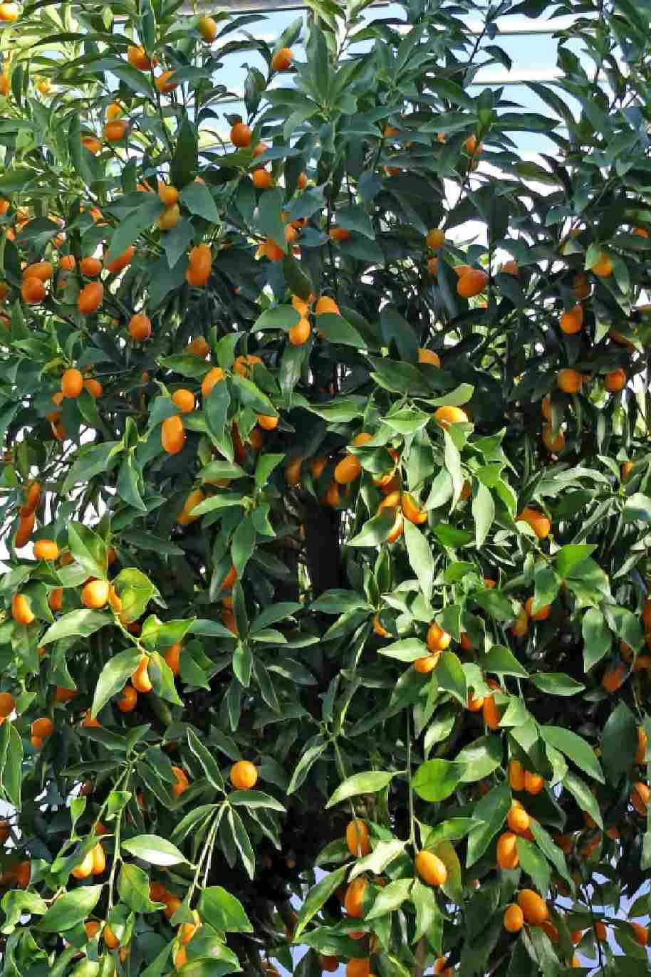 Kumquat Tree Spain 2Mtr