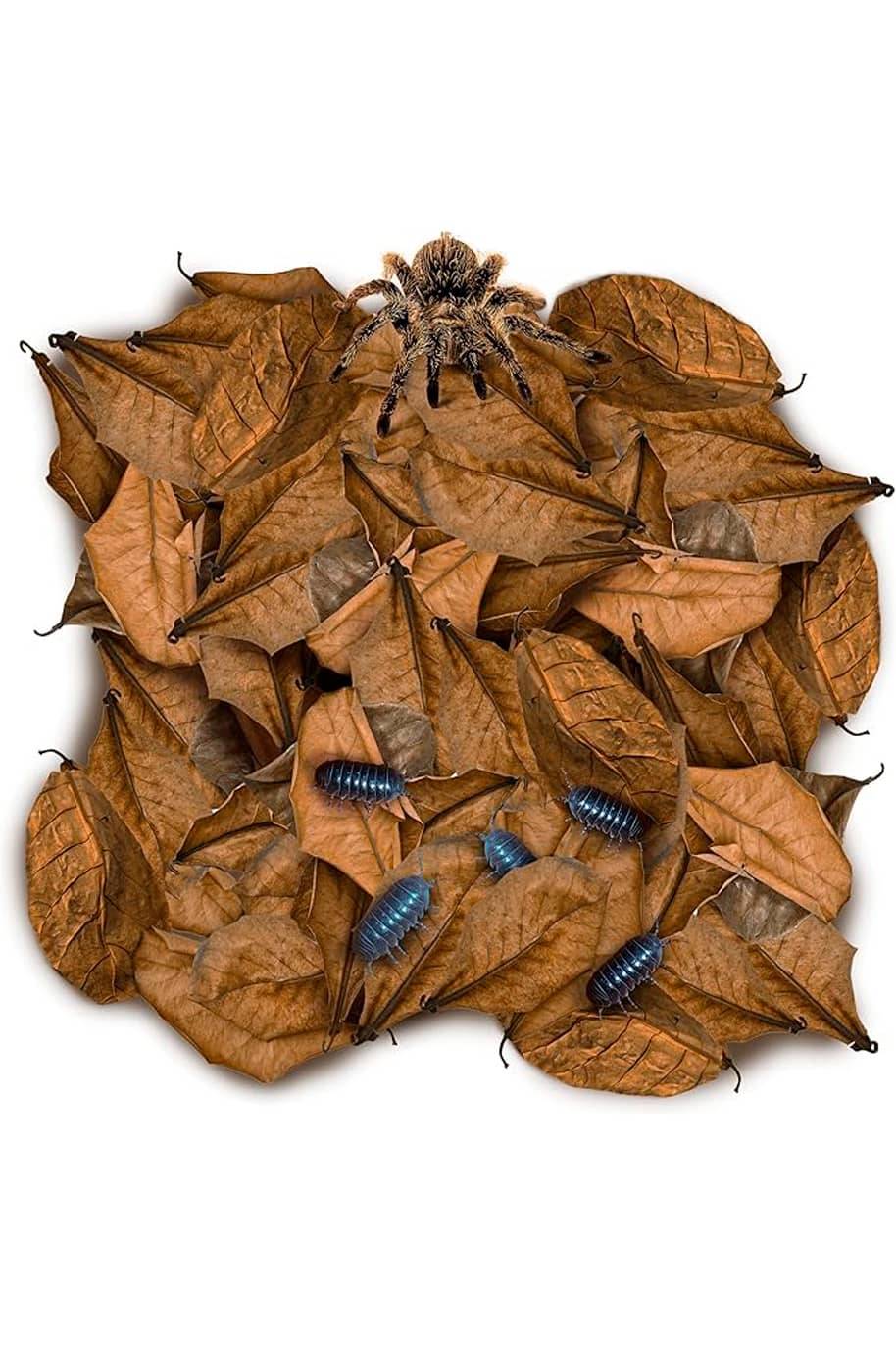 Leaf Litter for Terrariums & Vivariums