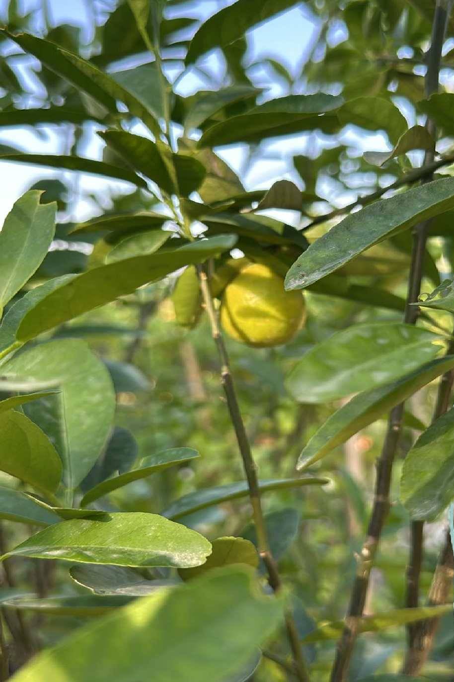 Citrus Aurantifolia