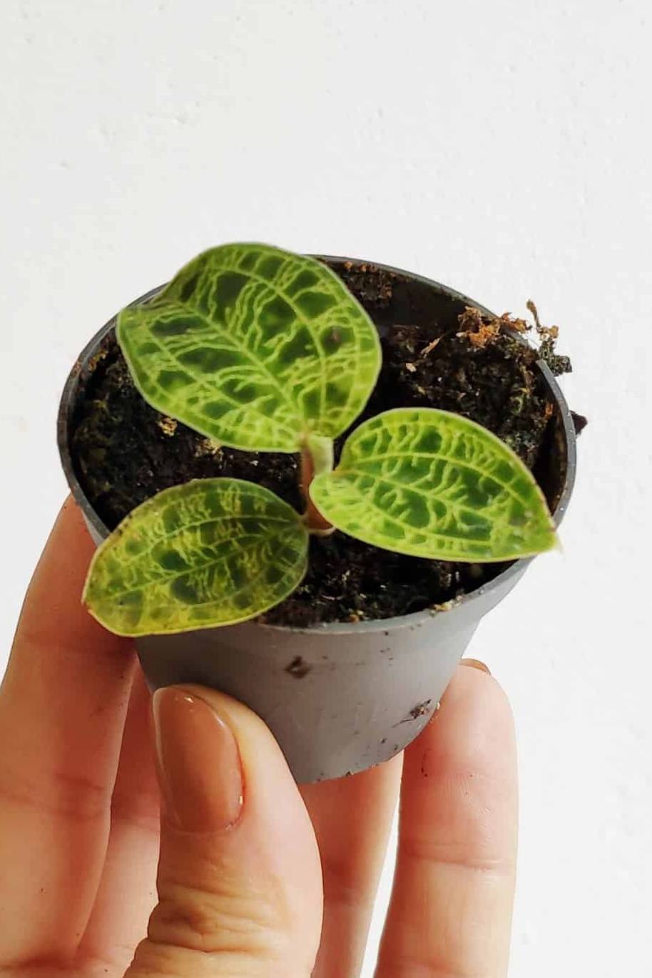 Jewel Orchid Mini