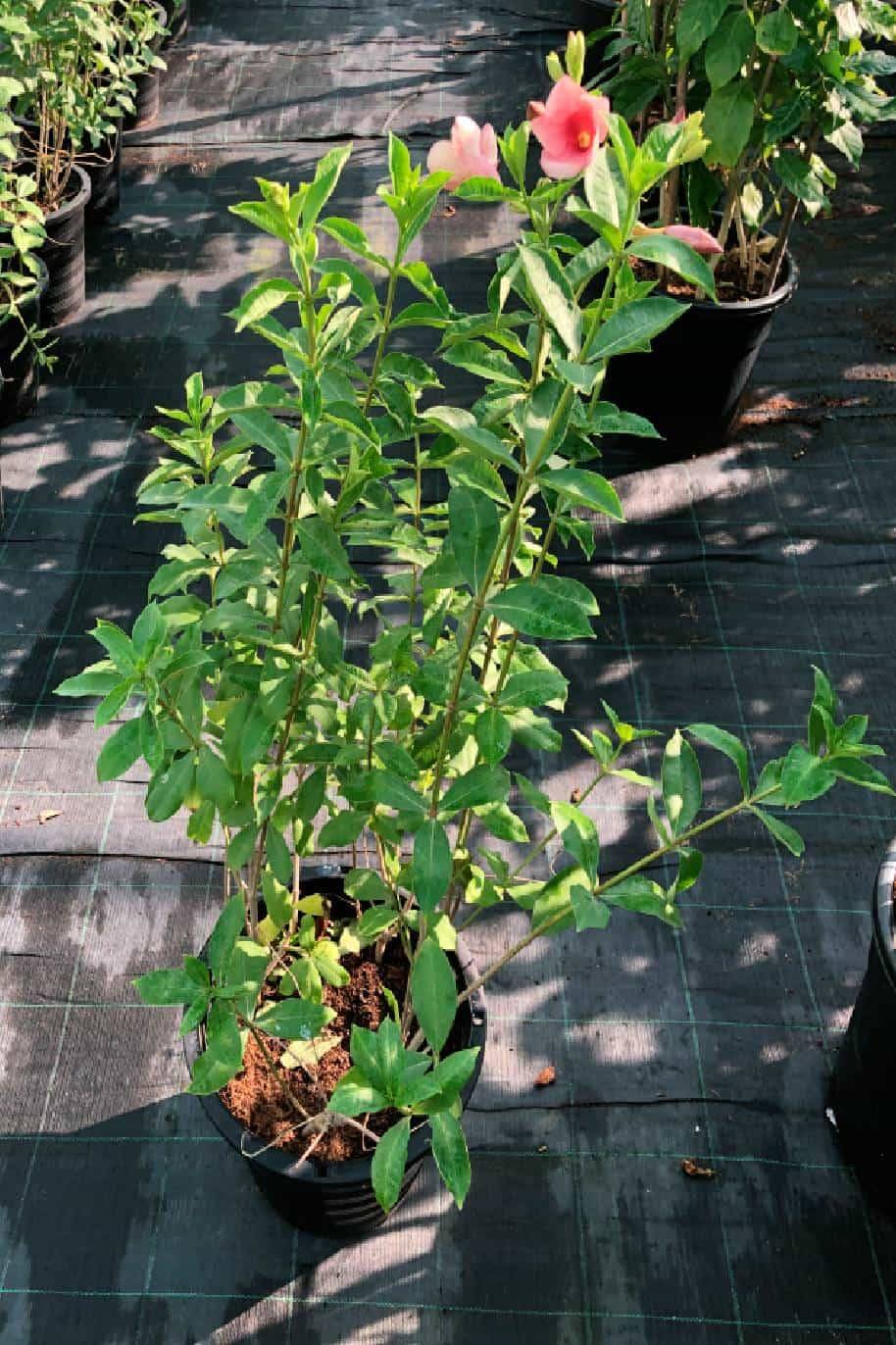 Mandevilla, Pink Allamanda (Mandevilla Splendens) MyGardenLife ...