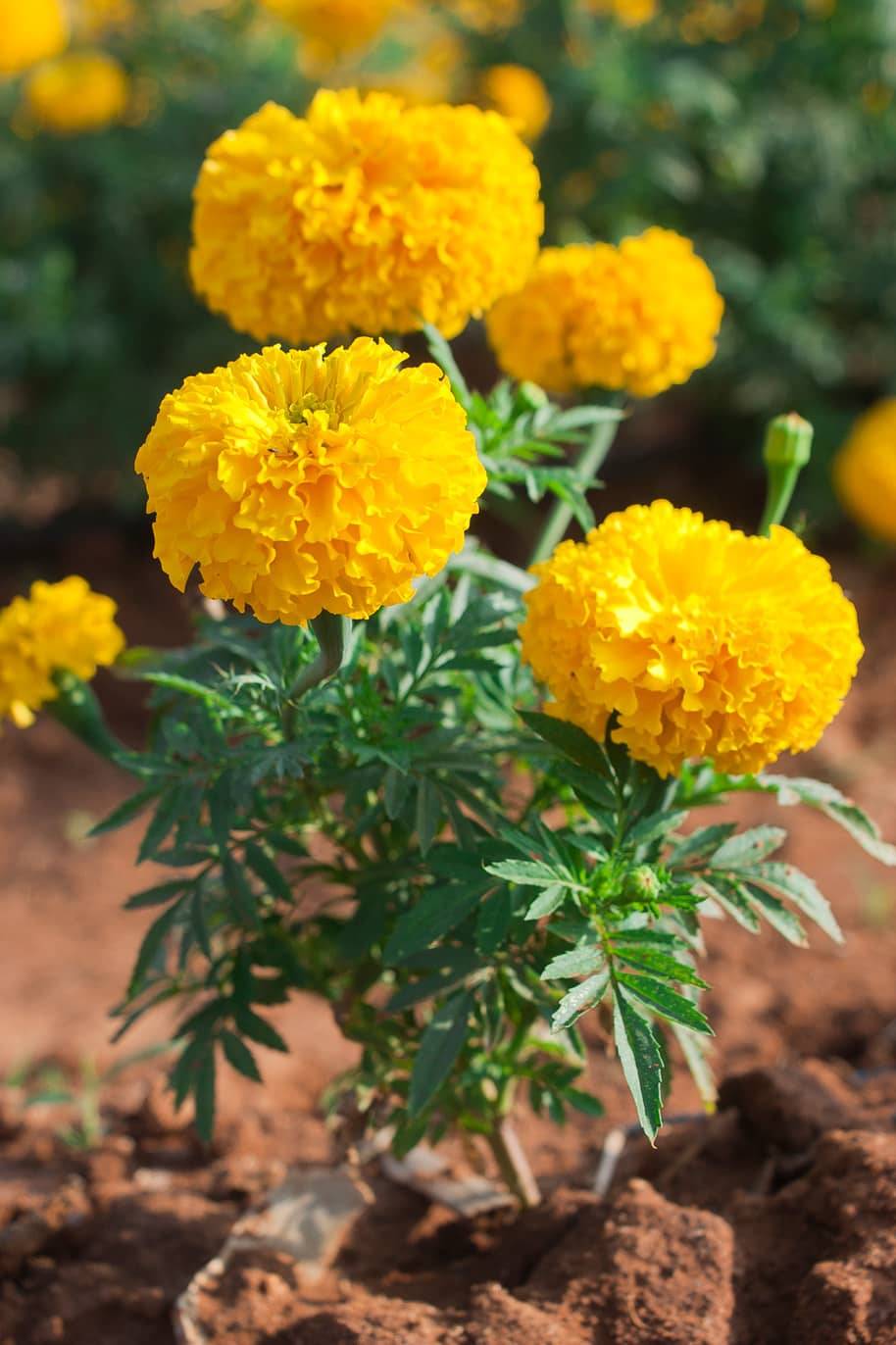 Marigold Yellow Color Seeds