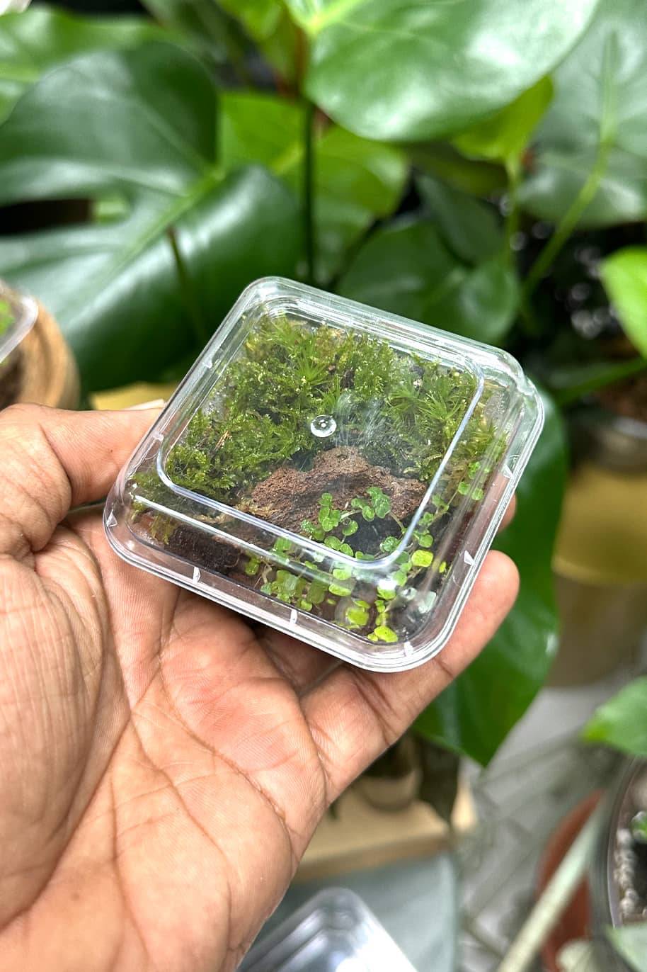 Mini Closed Terrarium