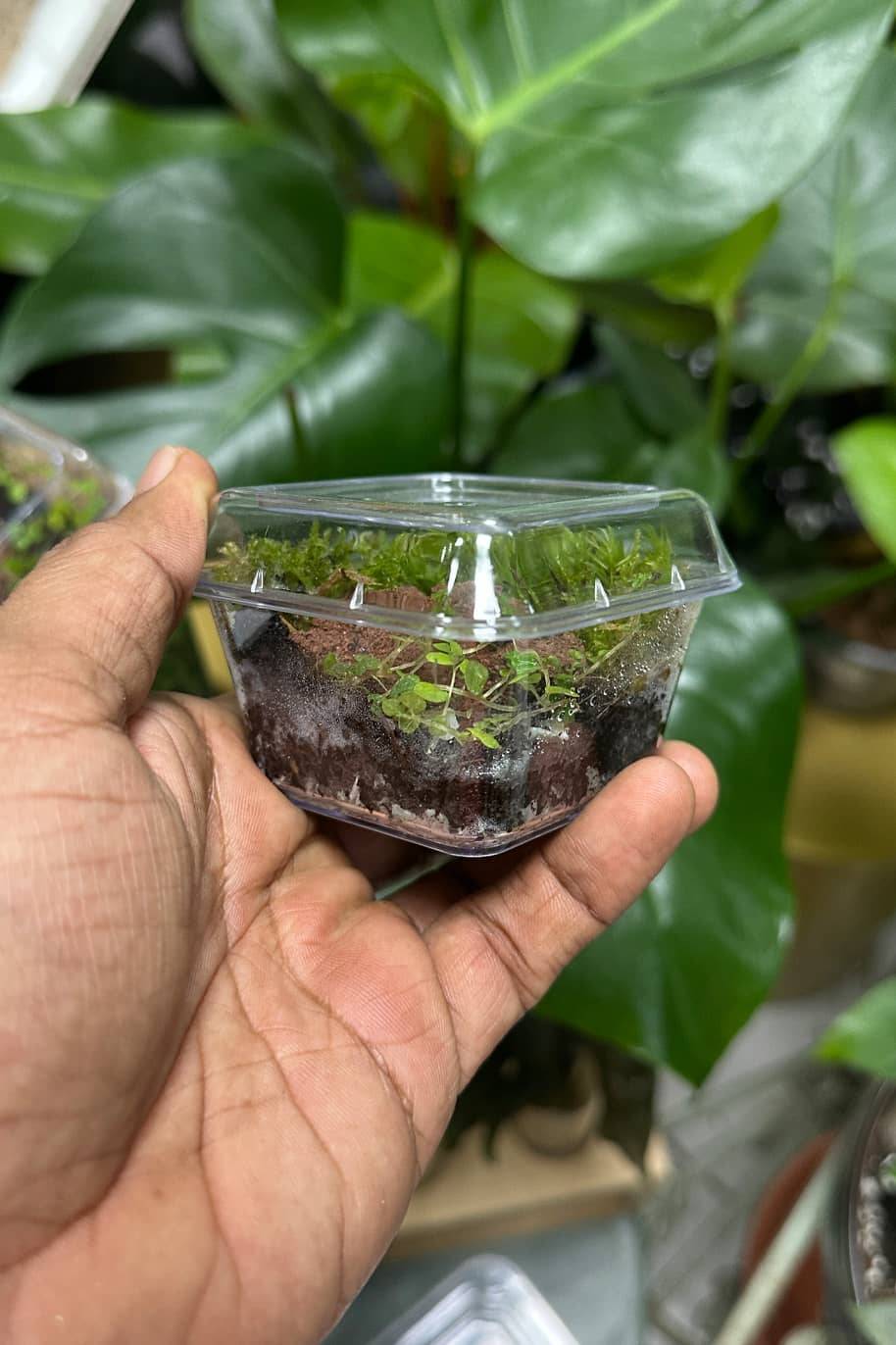 Mini Closed Terrarium