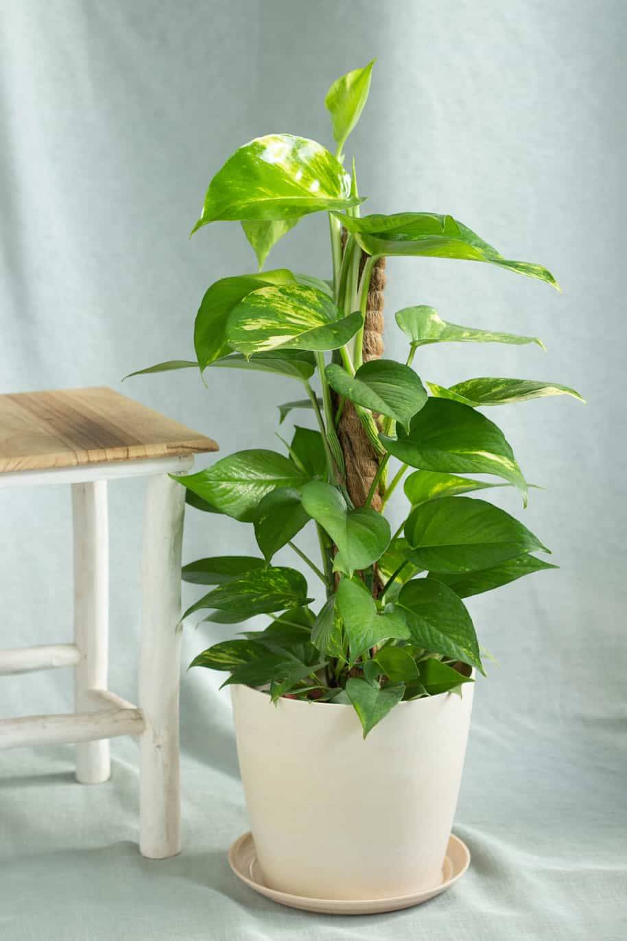 Money Plant - Air Purifying - Indoor Plants | Plantshop.me