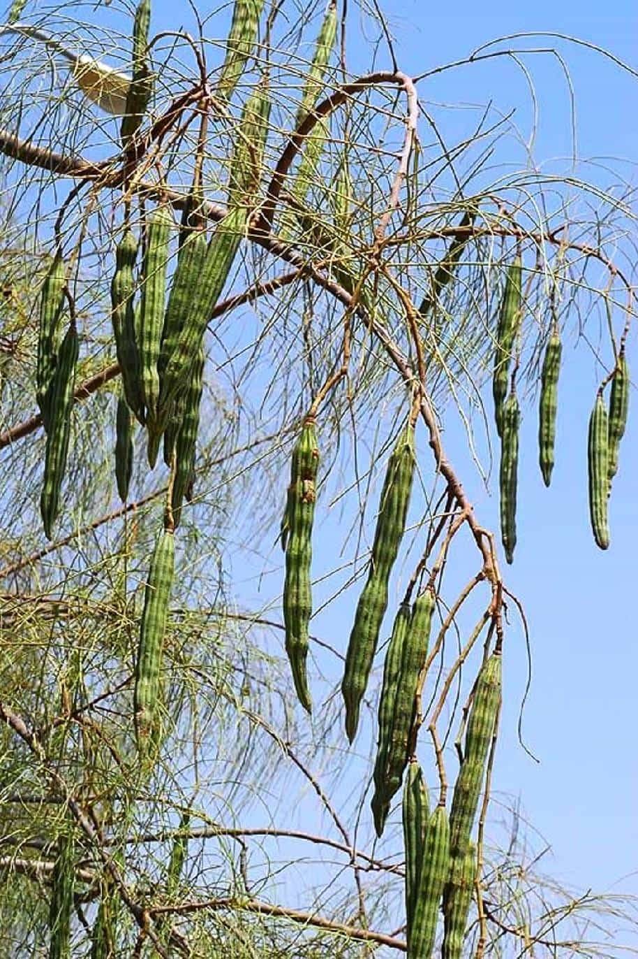 moringa tree in the bible