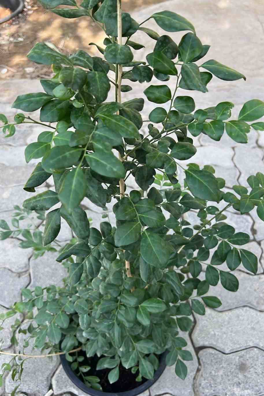 Murraya Jasmin Small