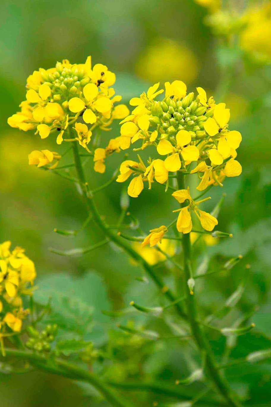 Mustard Sarson Seeds