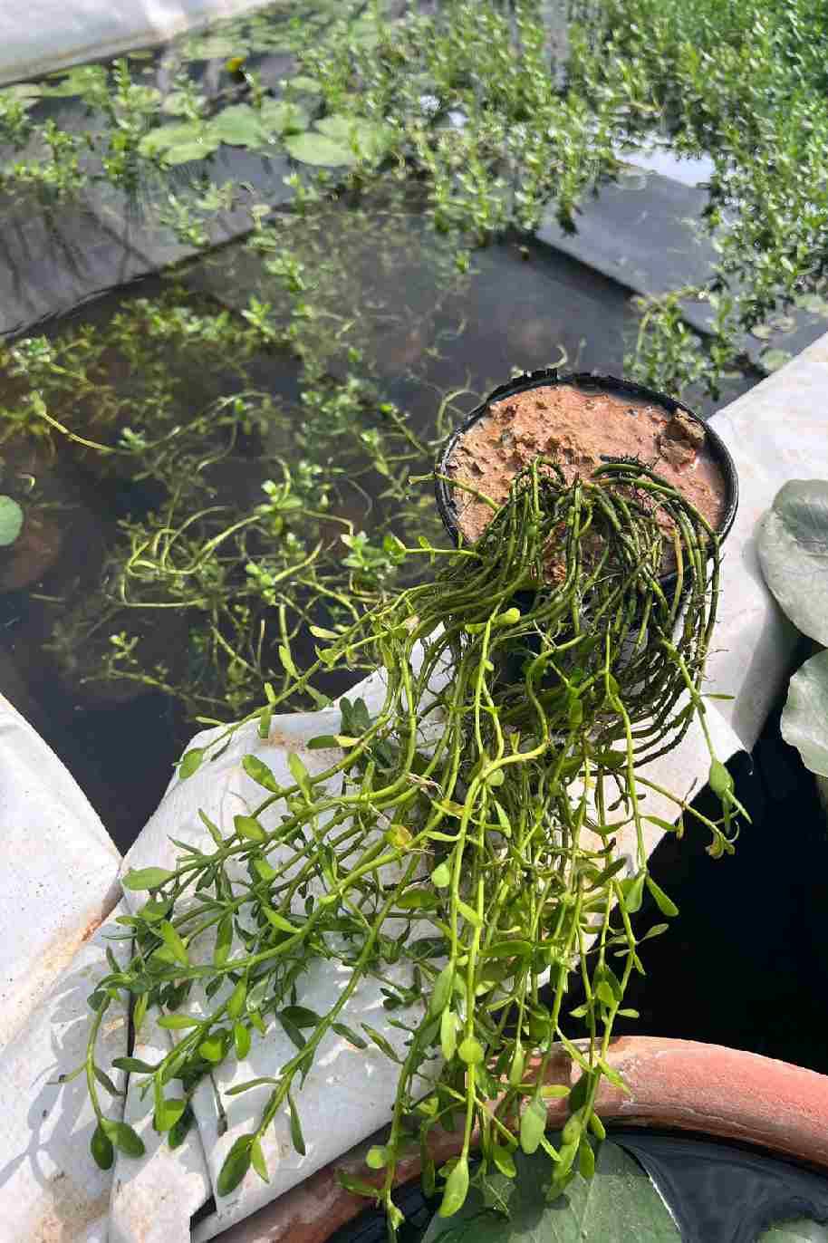 Neer Brahmi or Bacopa Monnieri Water Plant