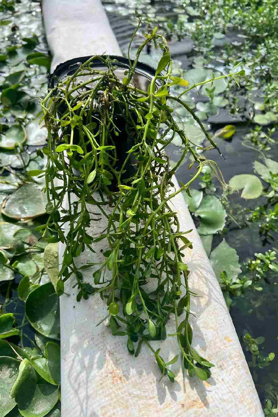 Neer Brahmi or Bacopa Monnieri Water Plant