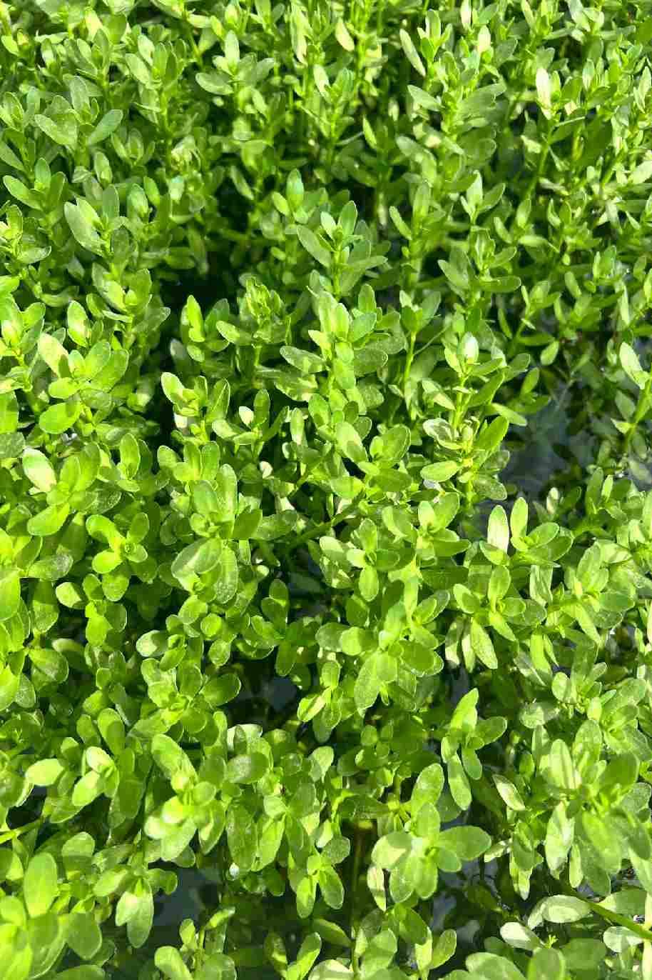 Neer Brahmi or Bacopa Monnieri Water Plant