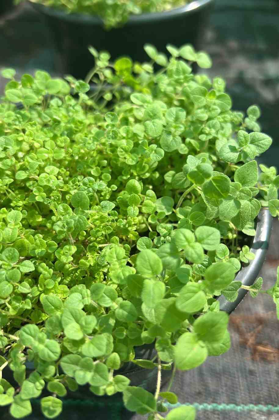 Oregano Common