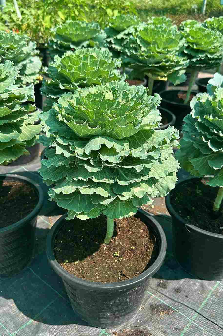 Ornamental Leaf Cabbage Plant
