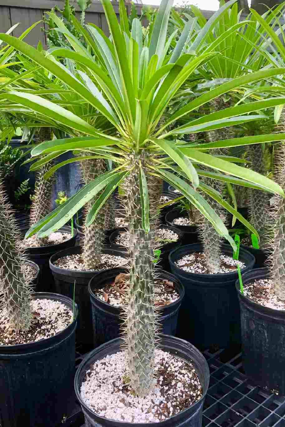 Pachypodium Lamerei or Madagascar Palm